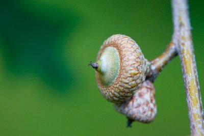 Quercus rubra - dub červený - plod